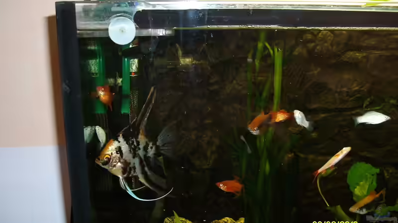  mein Oscar von sandmann73 (12)