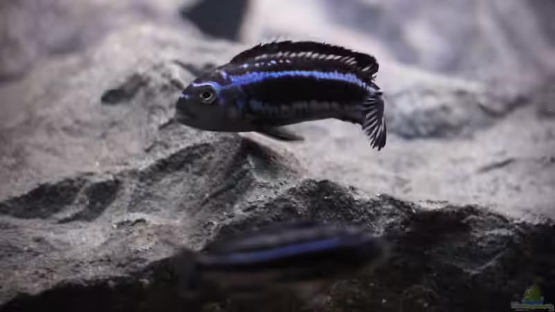 Einrichtungsbeispiele mit Melanochromis maingano / cyaneorhabdos (Einrichtungsbeispiele für Stahlblauer Maulbrüter)