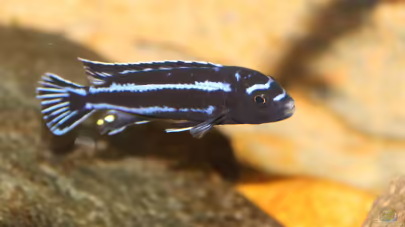  Melanochromis Cyaneorhabdos Maingano von Cruiser Bruno (10)