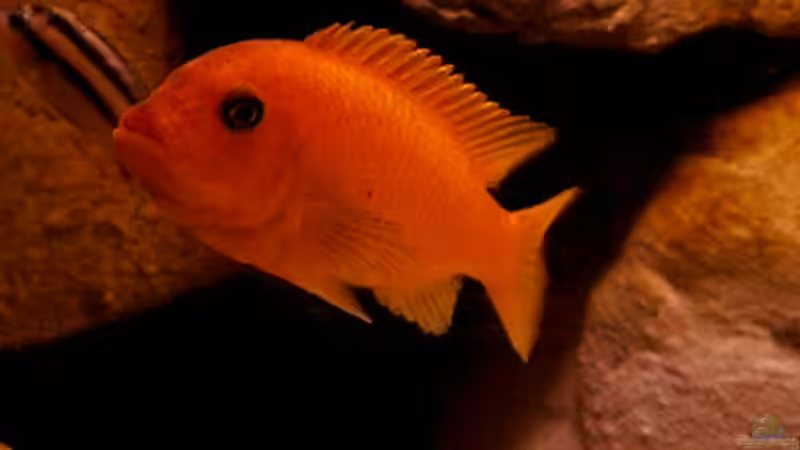  Metriaclima estherae weibchen von Ronny Laumer (8)