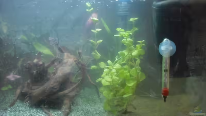  Micranthemum umbrosum und Wurzel von markus28 (3)