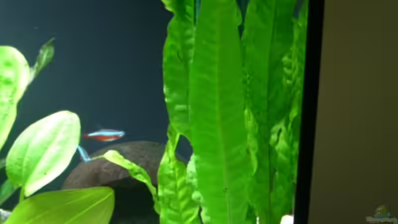  Microsorum pteropus `Tropica` von Alexander Eckel (11)