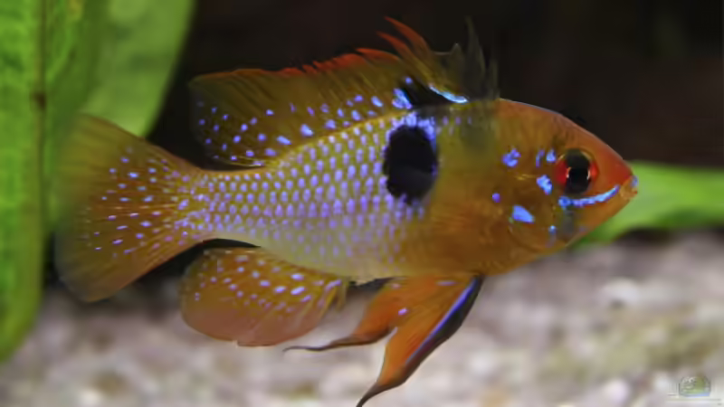  Mikrogeophagus ramirezi von Daniel Knaeple (5)