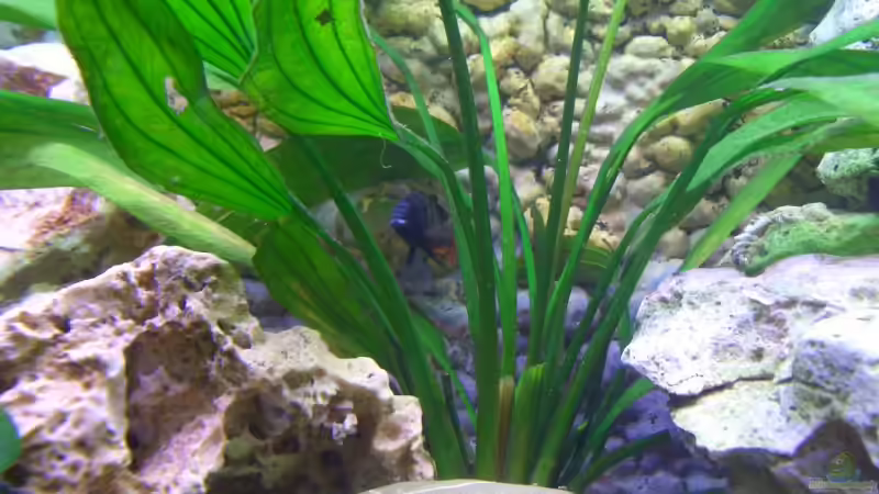  Mitte des beckens 14.1.08 von Jürgen Kopp (14)