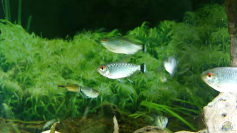  Moenkhausia sanctaefilomenae  von Oliver Boden (35)