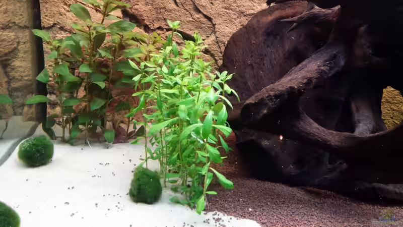  Mooskugel / Cladophora aegagropila und  Kleiner Indischer Wasserfreund / Hygrophila polysperma von Christian Lösel (3)