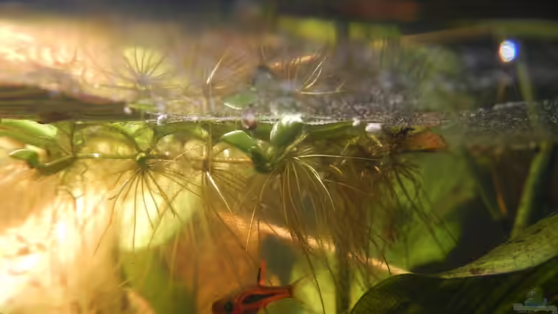  Moskitorasbora und Kleiner Büschelfarn von miv (27)