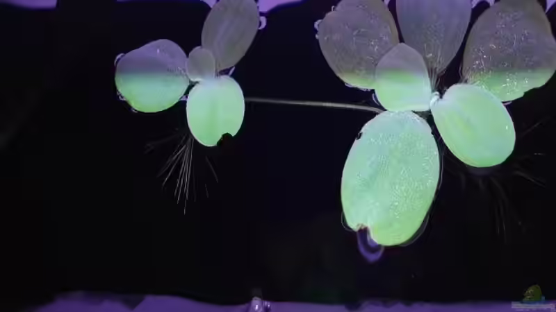  Muschelblume (Pistia stratiotes) mit Ableger von Sven Seidel (12)