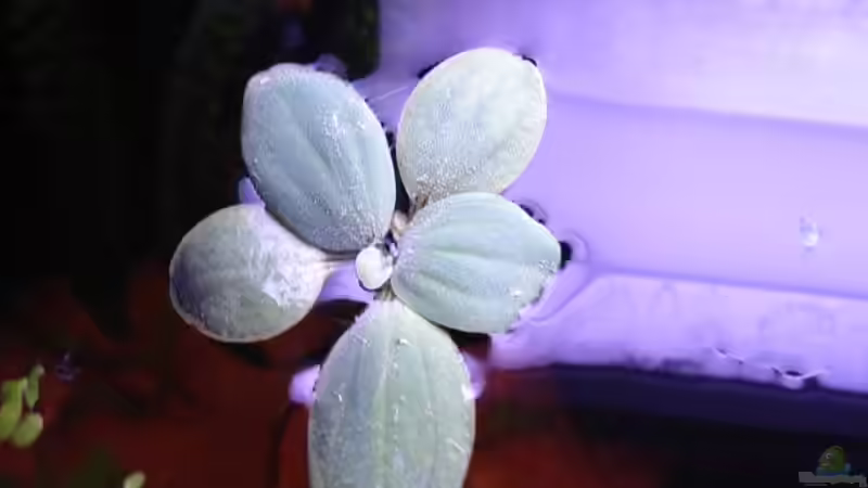  Muschelblume (Pistia stratiotes) von Sven Seidel (11)