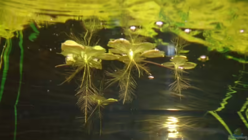  Muschelblume (Pistia stratiotes) von Sven Seidel (13)