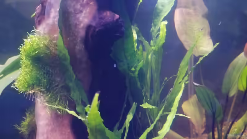  Nach 2 Tagen bildet sich ein Bakterienrasen auf einer Wurzel. Interessanterweise von Vera_K. . (2)