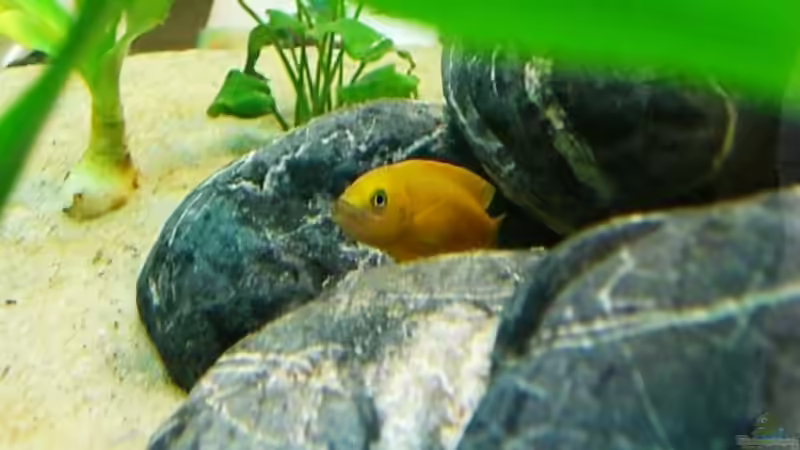  Neolamprologus leleupi Bock von Hermann Süss (15)