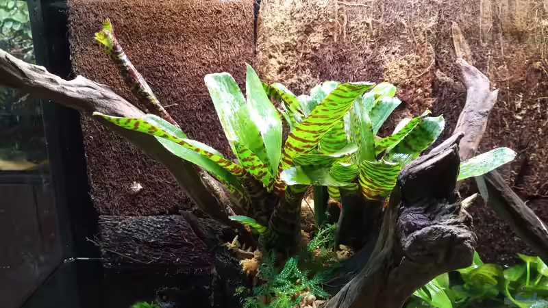  Neoregelia punctatissima var. wide leaf von Junglist (14)