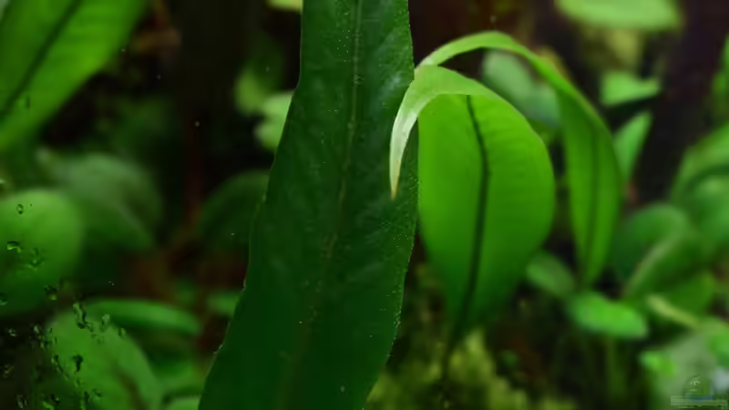  Neues Blatt einer meiner Lieblingsfarne Pleopeltis macrocarpa von Junglist (46)