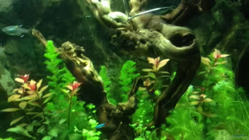  Neues Rebholz (noch mit Halterung dass es unten bleibt) von Tarmina (13)