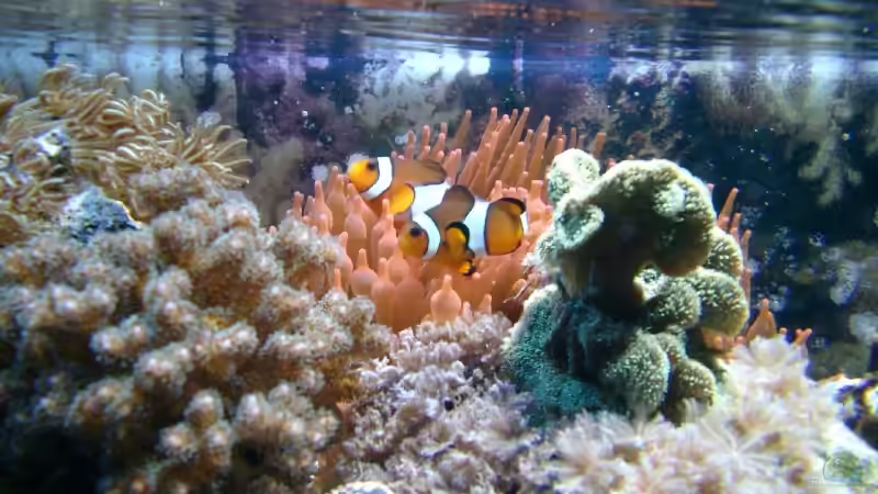  Occelaris von Enrico (6)