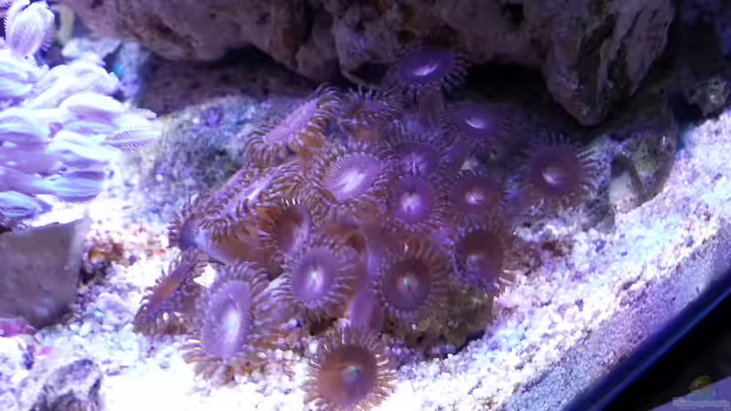  Palythoa ´Alien Explosion´ - Krustenanemone von BenoN (15)