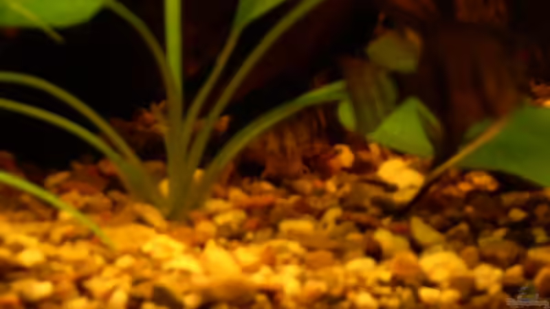  Peckoltia pulcher von @quarium Cologne (80)