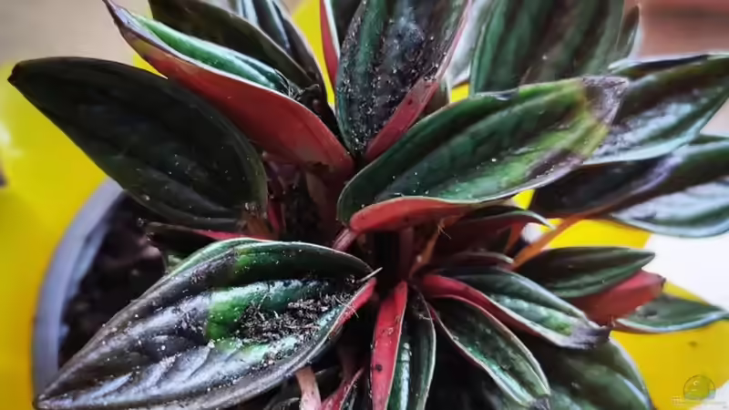  Peperomia caperata Rosso / Zwergpfeffer, Zierpfeffer