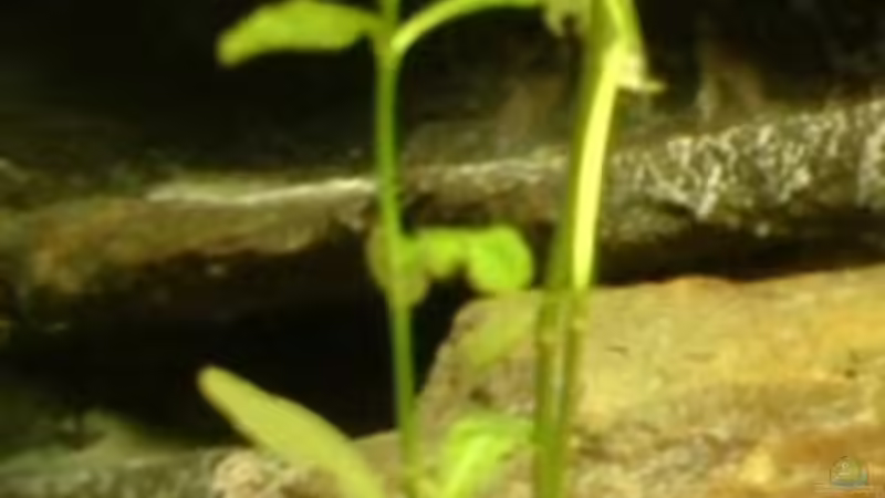 ??? Pflanze ??? von Patrick Rall (3)