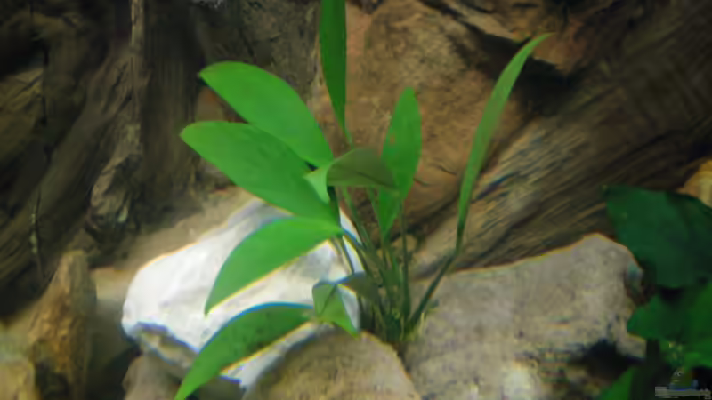  Pflanzen für das ostafrikanische Buntbarschaquarium Teil 2: Anubias barteri var. Angustifolia