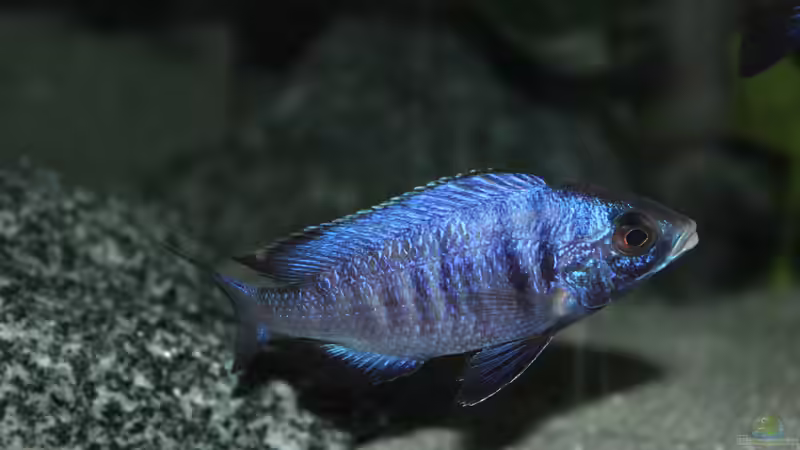  Placidochromis phenochilus ´mdoka´ von Lemans (29)