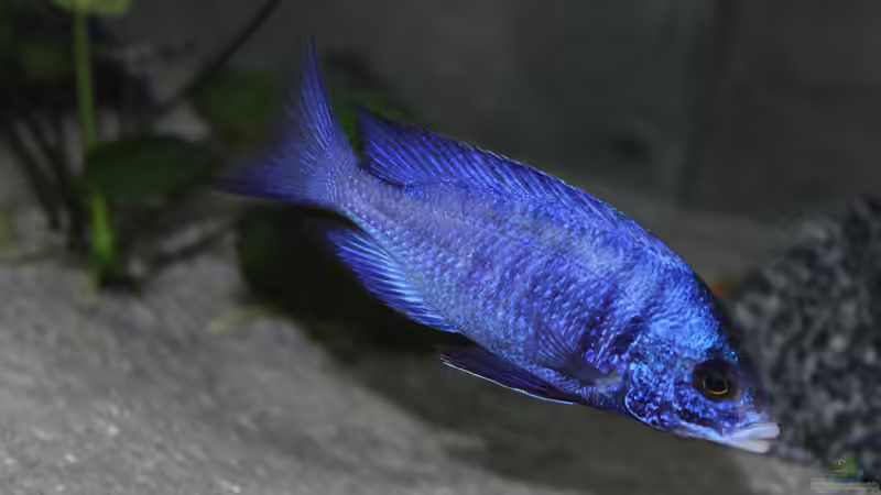 Placidochromis - Infos zur Gattung (Einrichtungsbeispiele für Placidochromis-Arten)