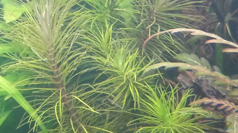  Pogostemon erectus von Marcel Reiter (10)