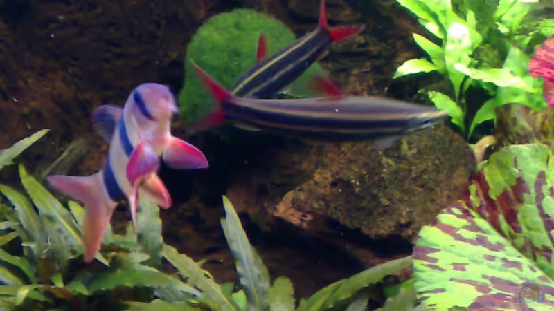  Prachtkopfsteher Prachtschmerle von Marcel Kirchhoff (16)