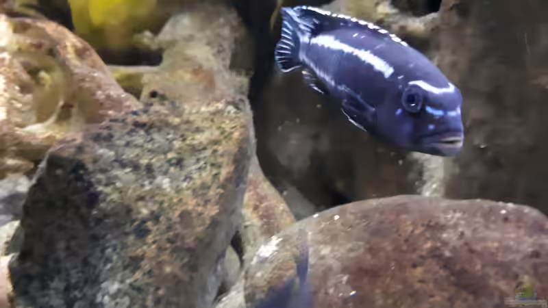  Pseudotropheus cyaneorhabdos von Miketsch (36)