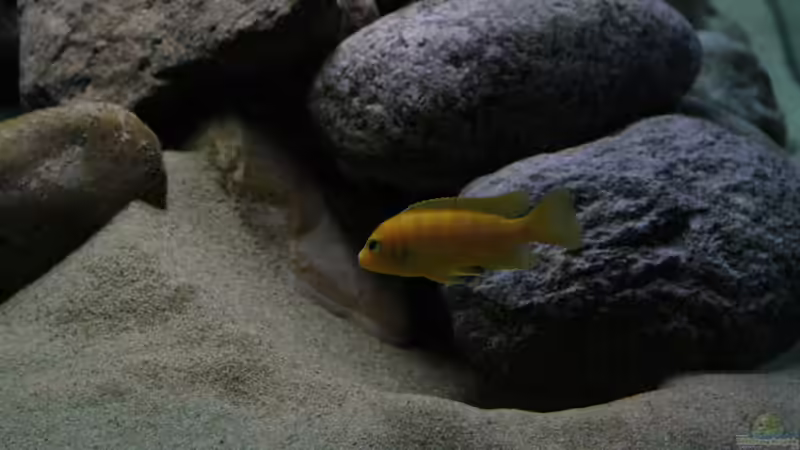  Pseudotropheus lombardoi - männchen von tolschy (10)