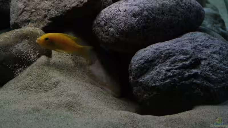 Einrichtungsbeispiele mit Metriaclima / Pseudotropheus lombardoi (Lilienmaulbrüter)