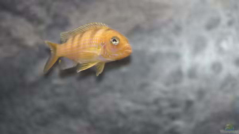  Pseudotropheus lombardoi - weibchen von tolschy (14)