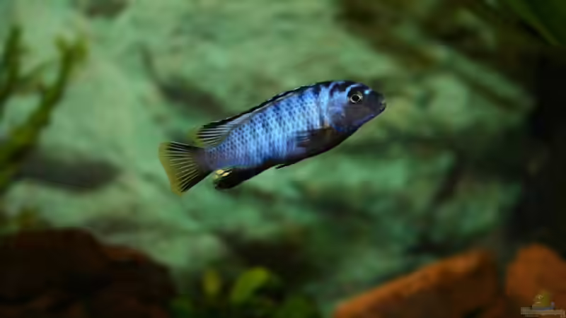  Pseudotropheus Saulosi M von babs79 (3)