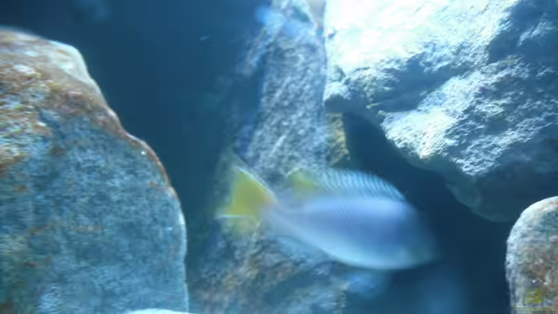  Pseudotropheus sp. ´acei´ von Vision (25)