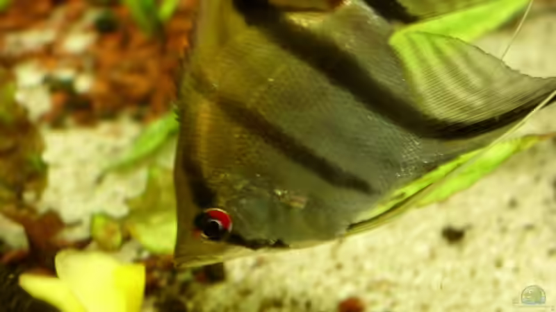  Pterophyllum scalare  von Oliver Boden (45)