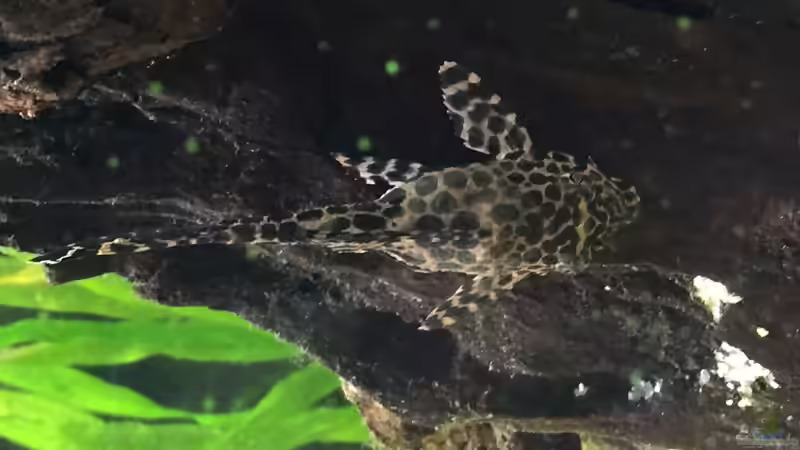  Pterygoplichthys gibbiceps von Nxsterr (12)