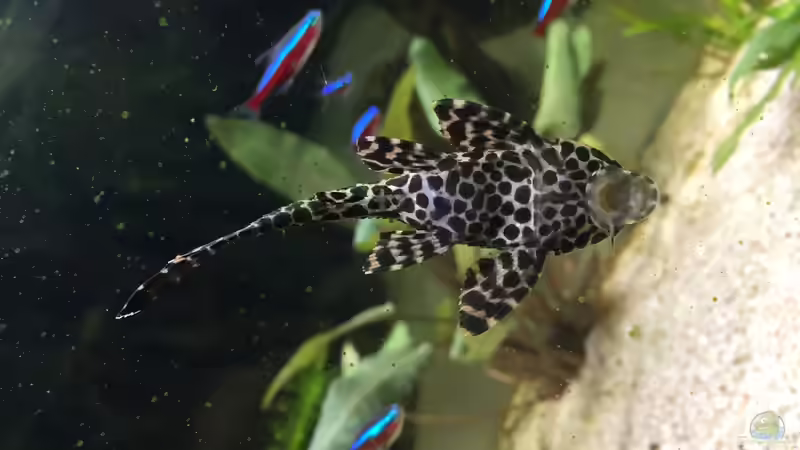  Pterygoplichthys gibbiceps von Nxsterr (13)