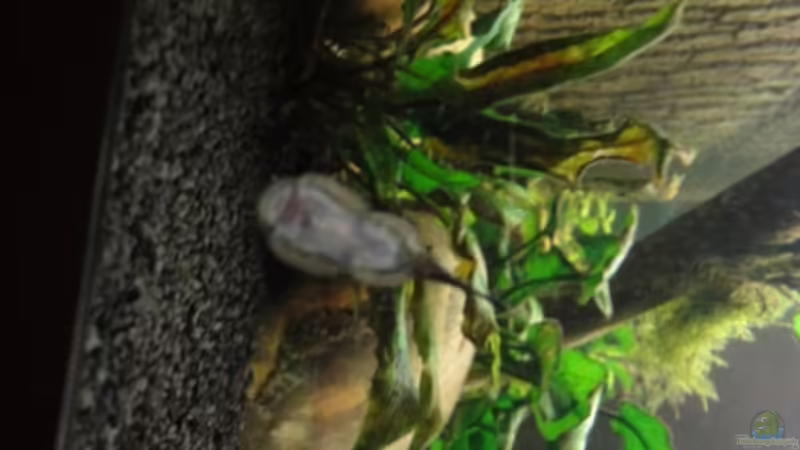  Punktierte Borneo-Flossensauger  von Heiko Stracke (64)