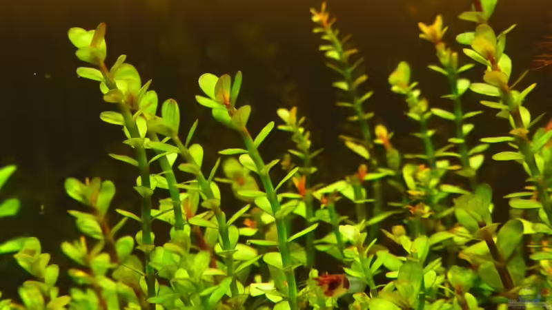  Rotala indica von YoshiMaus (10)