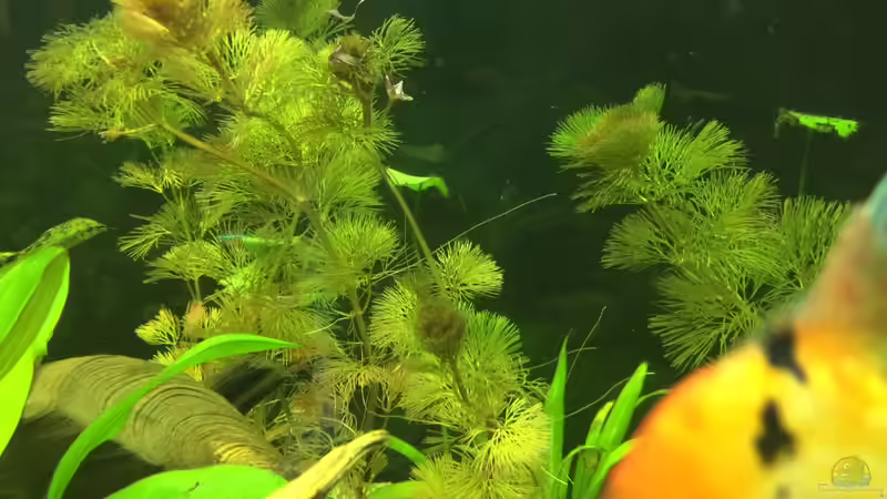 Cabomba furcata im Aquarium (Einrichtungsbeispiele mit Rote Haarnixe)