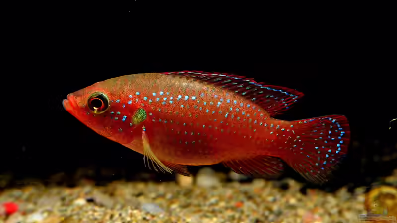  Roter Cichlide gehört neuer Gattung an! 