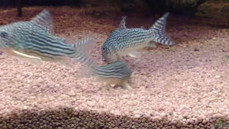  Rotflossen-Panzerwels (Corydoras Sterbai von Marcel Kirchhoff (18)