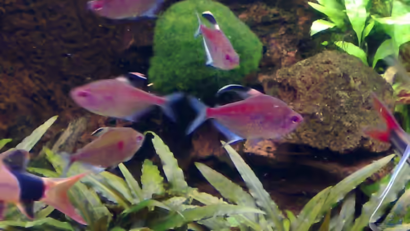 Aquarien für Hyphessobrycon pyrrhonotus (Rotrücken-Kirschflecksalmler)