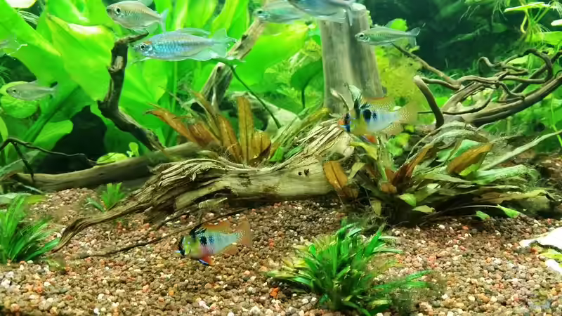  Schmetterlingsbuntbarsch-Pärchen von Bea (13)