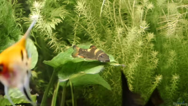  Schmollender Garra pausiert auf Anubias barteri dem breitblättriges Speerblatt. Dahinter meine Eisenteststreifen Mayaca fluviatilis von foxi (18)