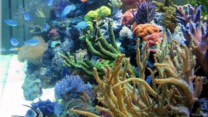  Seitenansicht 2006 von Petra Kallmeyer (4)