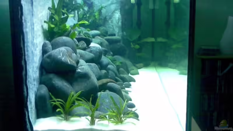  Seitenansicht von Links nach 3 Wochen von Michael Geigel (3)