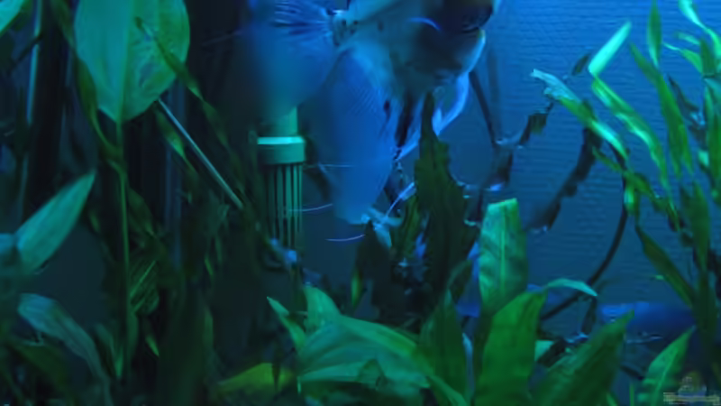  Skalar (18cm hoch) von Amazonas-live (25)