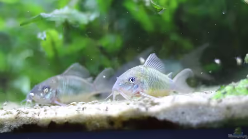  Smaragdpanzerwelse   6 - 8 cm  von Holger Esch (14)